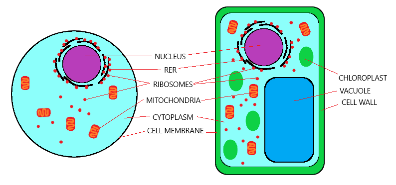 Organisation Of An Organism - IGCSE Biology Notes (2020)